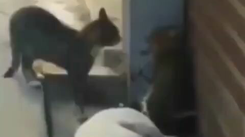 双猫死斗,吓尿睡狗